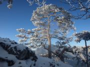 Sokolica , Pieninki , Pieniny